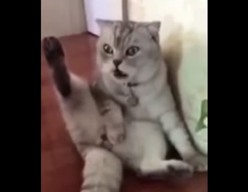 Gatto-scopre-castrato