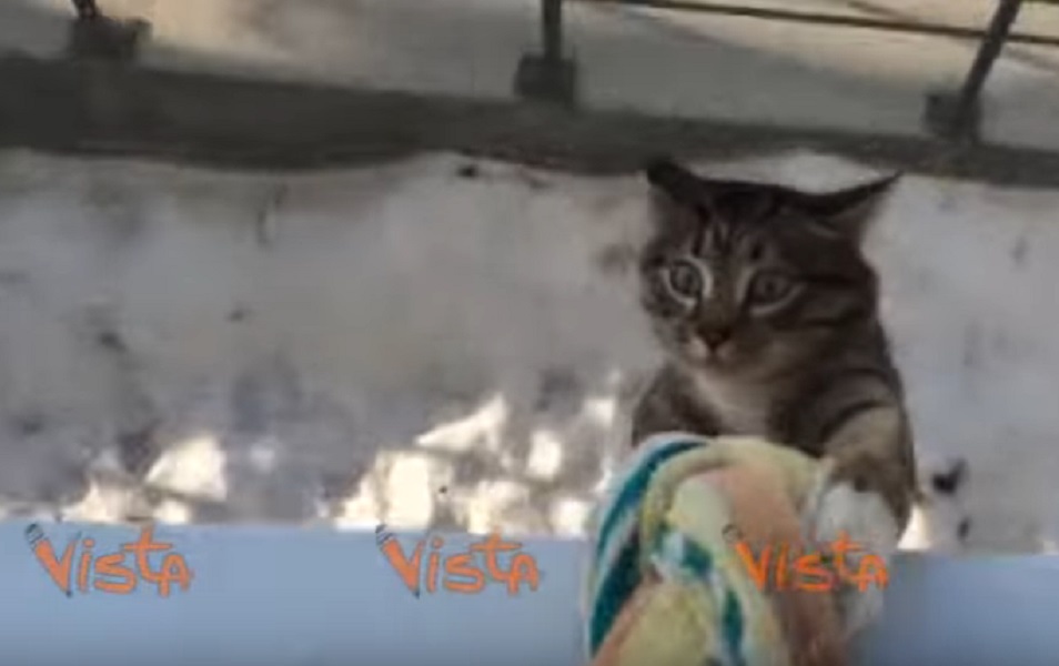 gatto-lenzuolo-finestra