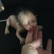 Ibrido-gatto-neonato-03