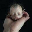 Ibrido-gatto-neonato-01