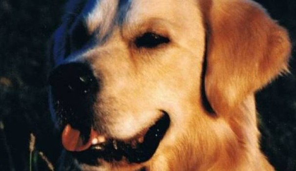 fusignano-cane-azzannato-padrona