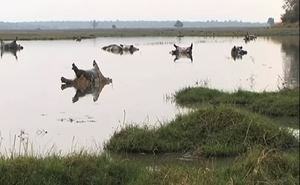 ippopotami-antrace-namibia-antrace