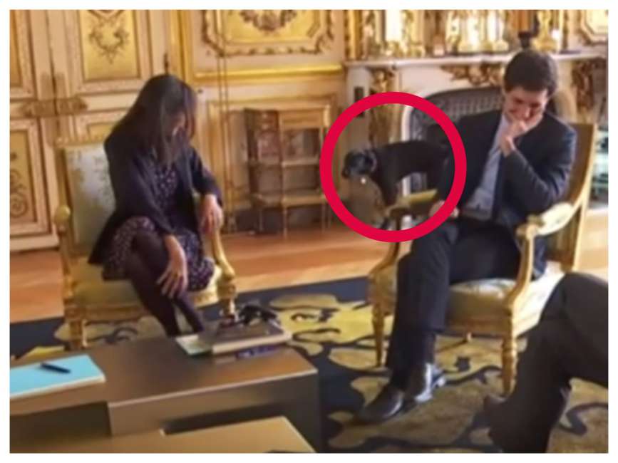 macron-labrador-nemo