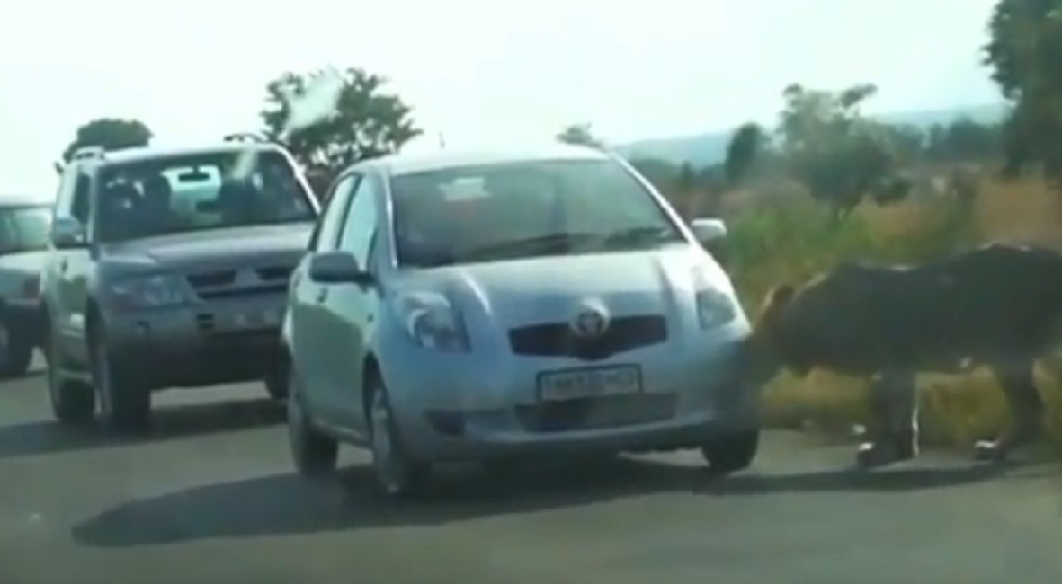 leone_buca_pneumatico_sudafrica