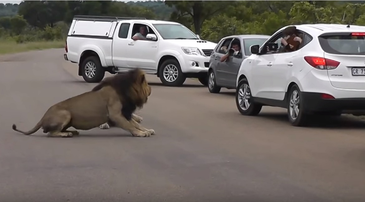bambini_spaventati_leone_foto