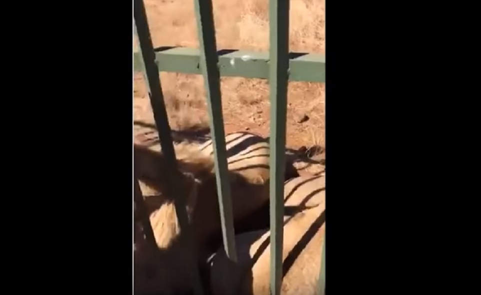 YOUTUBE Scott Baldwin, giocatore rugby mette mano nella gabbia leone: ecco che accade