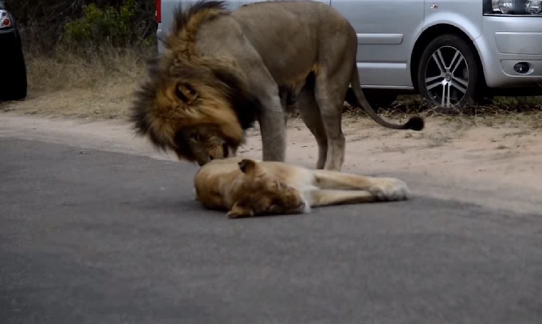 leoni-accoppiamento-kruger