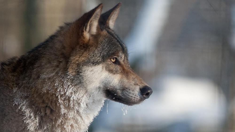 Radicofani-Siena-strage-lupi-impiccati-taglia