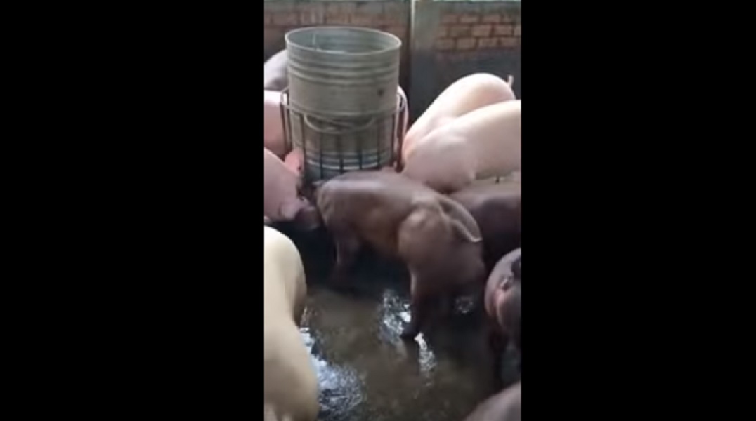 maiali_mutanti_vambogia_steroidi