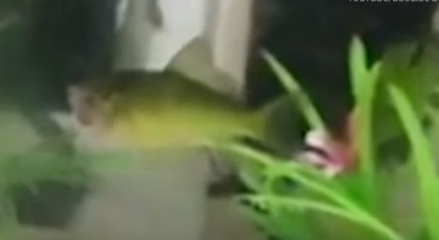 pesce-zombie-decapitato