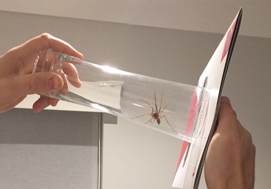 Ragni giganti, invasione in Inghilterra. "Entrano in casa in cerca d'amore"