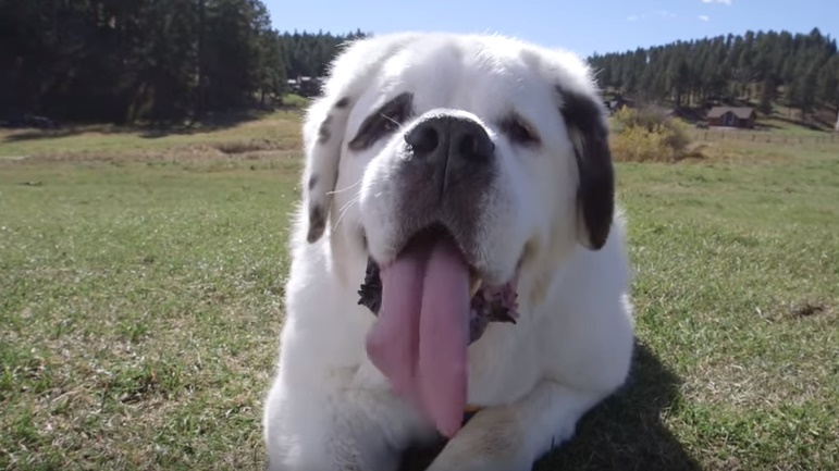 cane-lingua-lunga-record