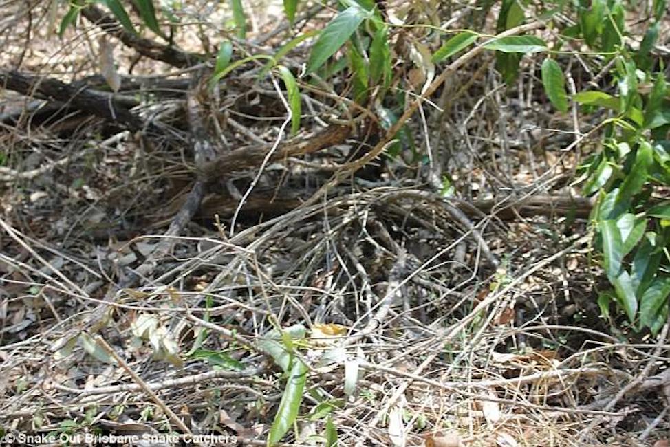 Serpente gigante nascosto nel cespuglio: riesci a vederlo? FOTO 01