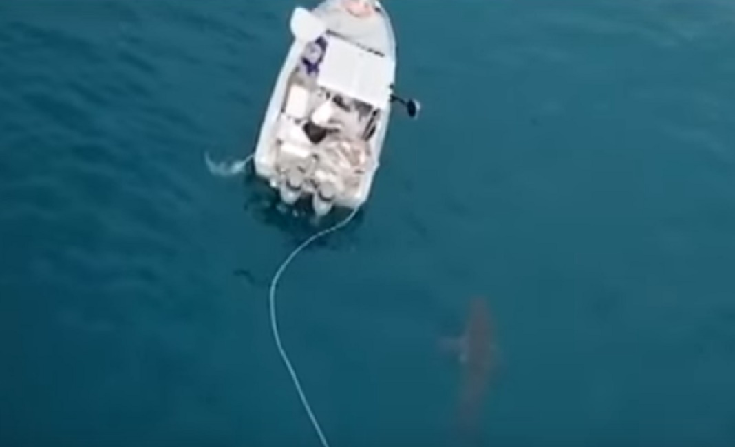 squalo_pescatori_barca