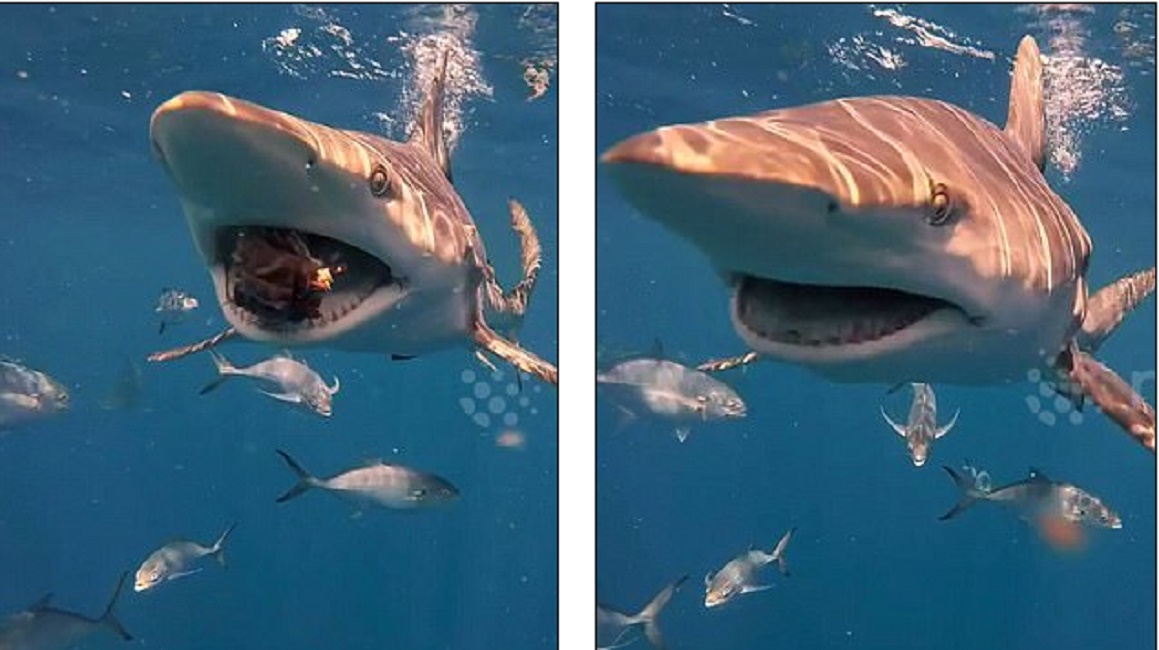 sub_pinna_nera_florida_gopro_