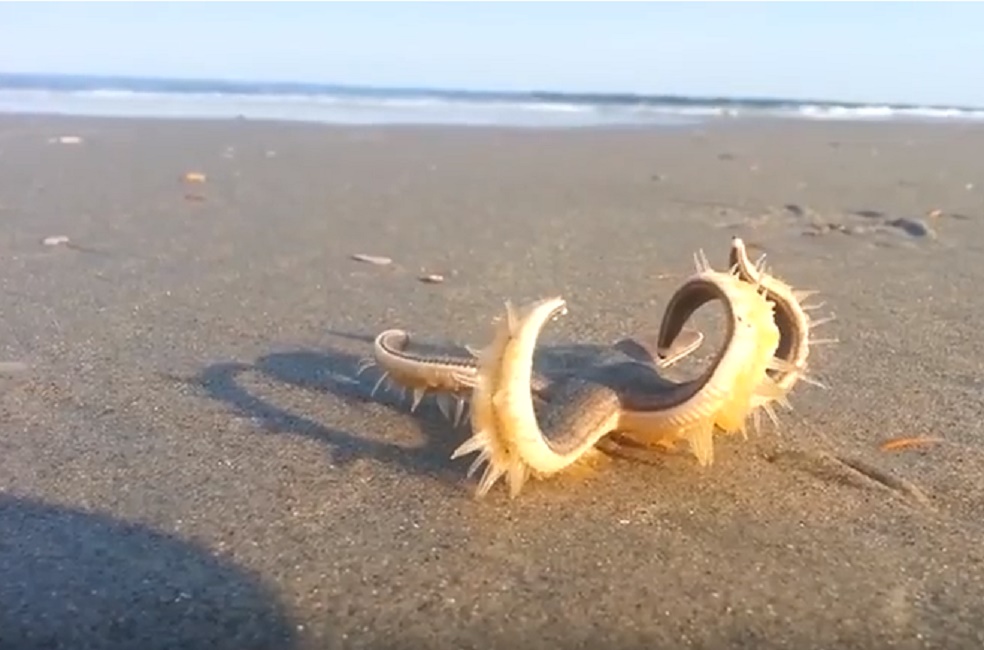 stella-marina-gigante