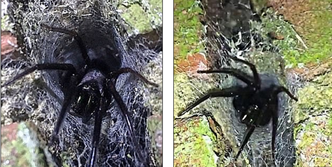 tarantola-gran-bretagna