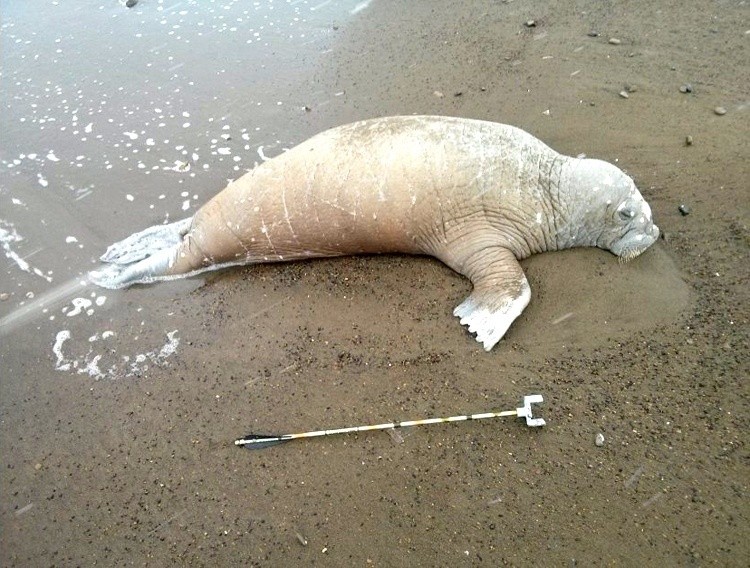 trump-molla-trichechi