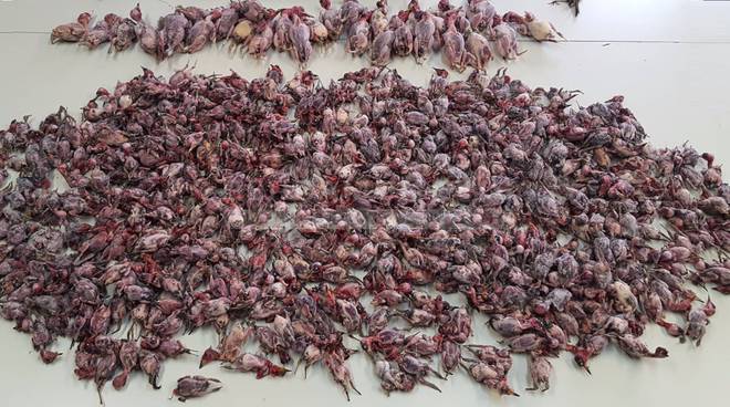 orio-serio-uccellini