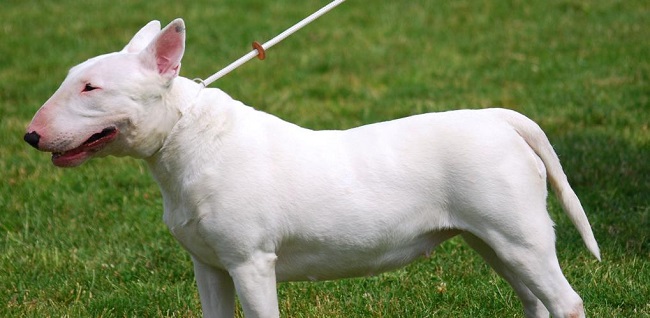 davide-lo-bue-morto-sbranato