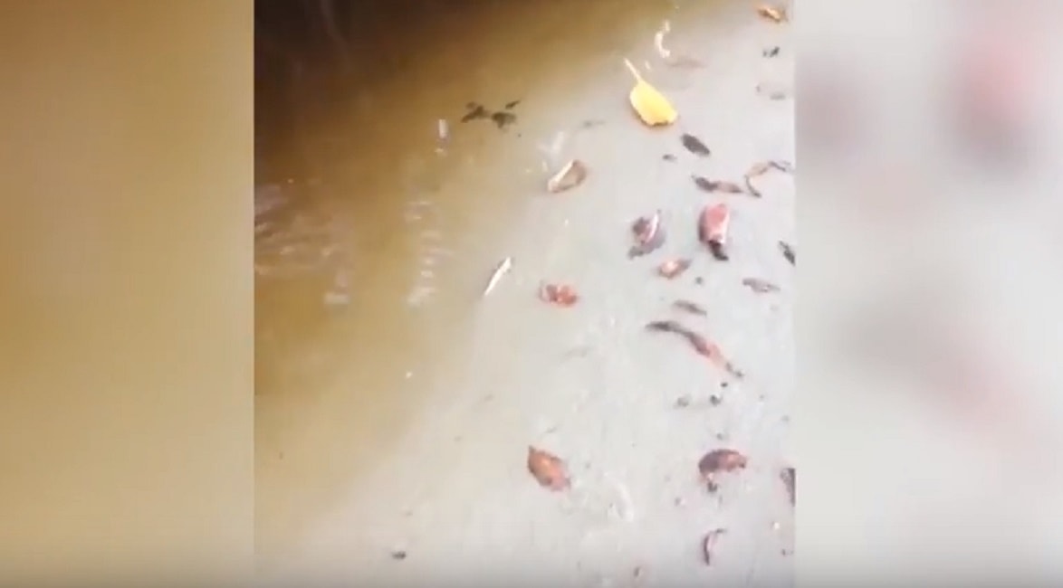 coccodrillo-donna-australia