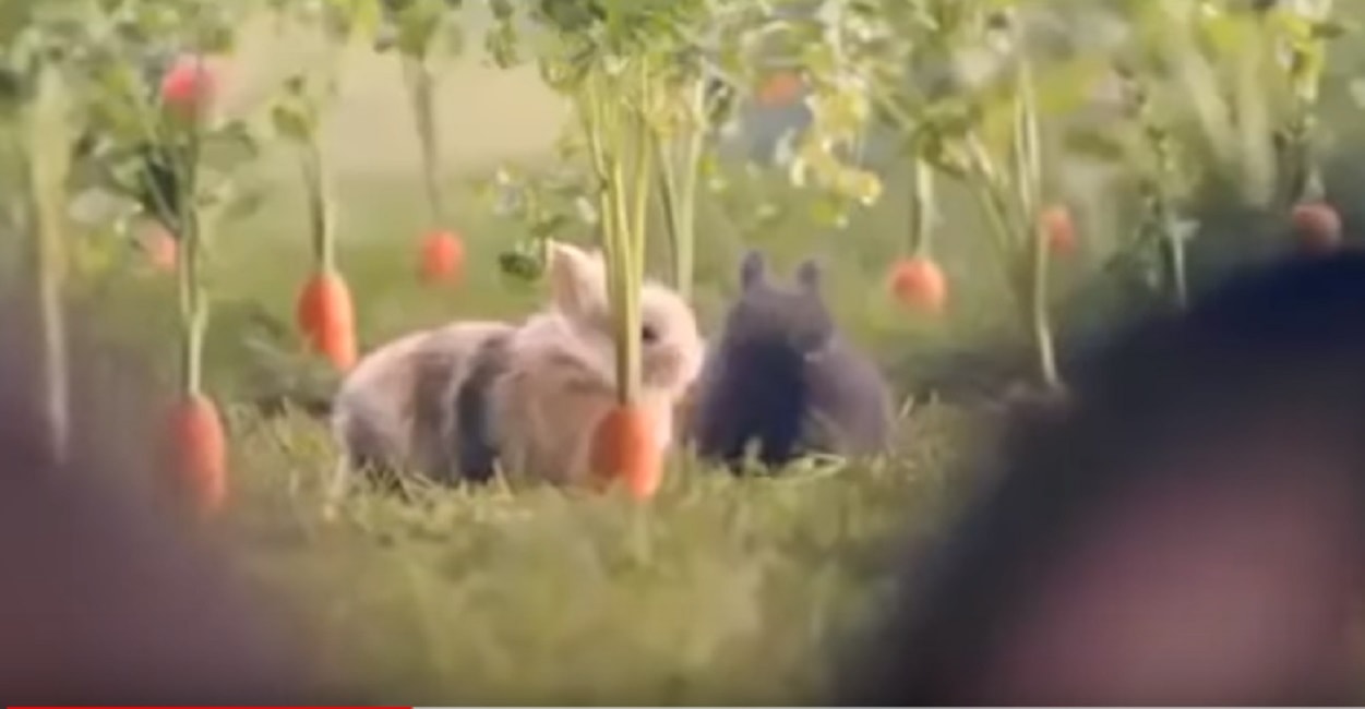 conigli-polonia-spot-