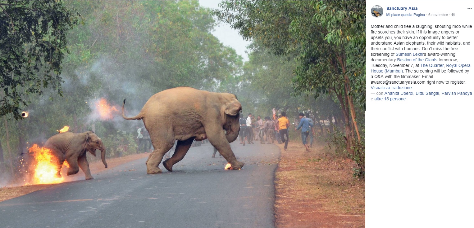 elefante-sanctuary-asia