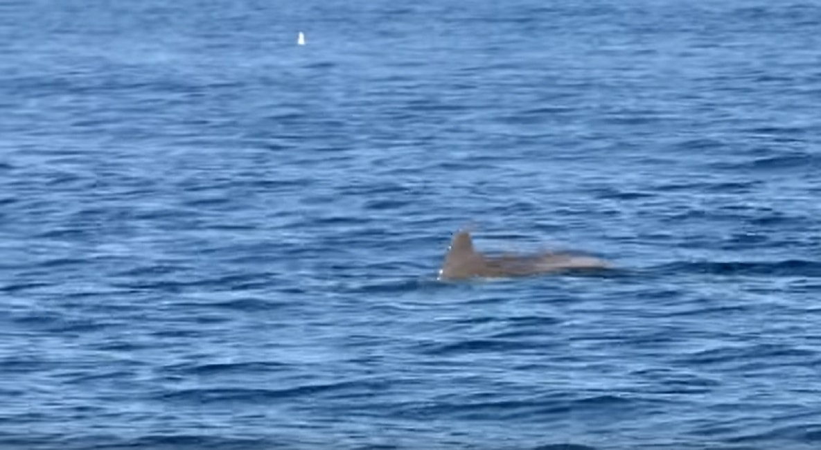 delfini-corteggiano-femmine