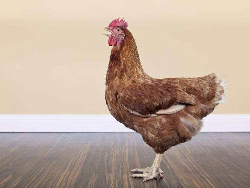 Pakistan-gallina-stuprata