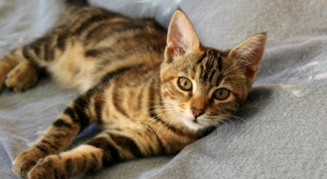 bologna-eredità-gatta