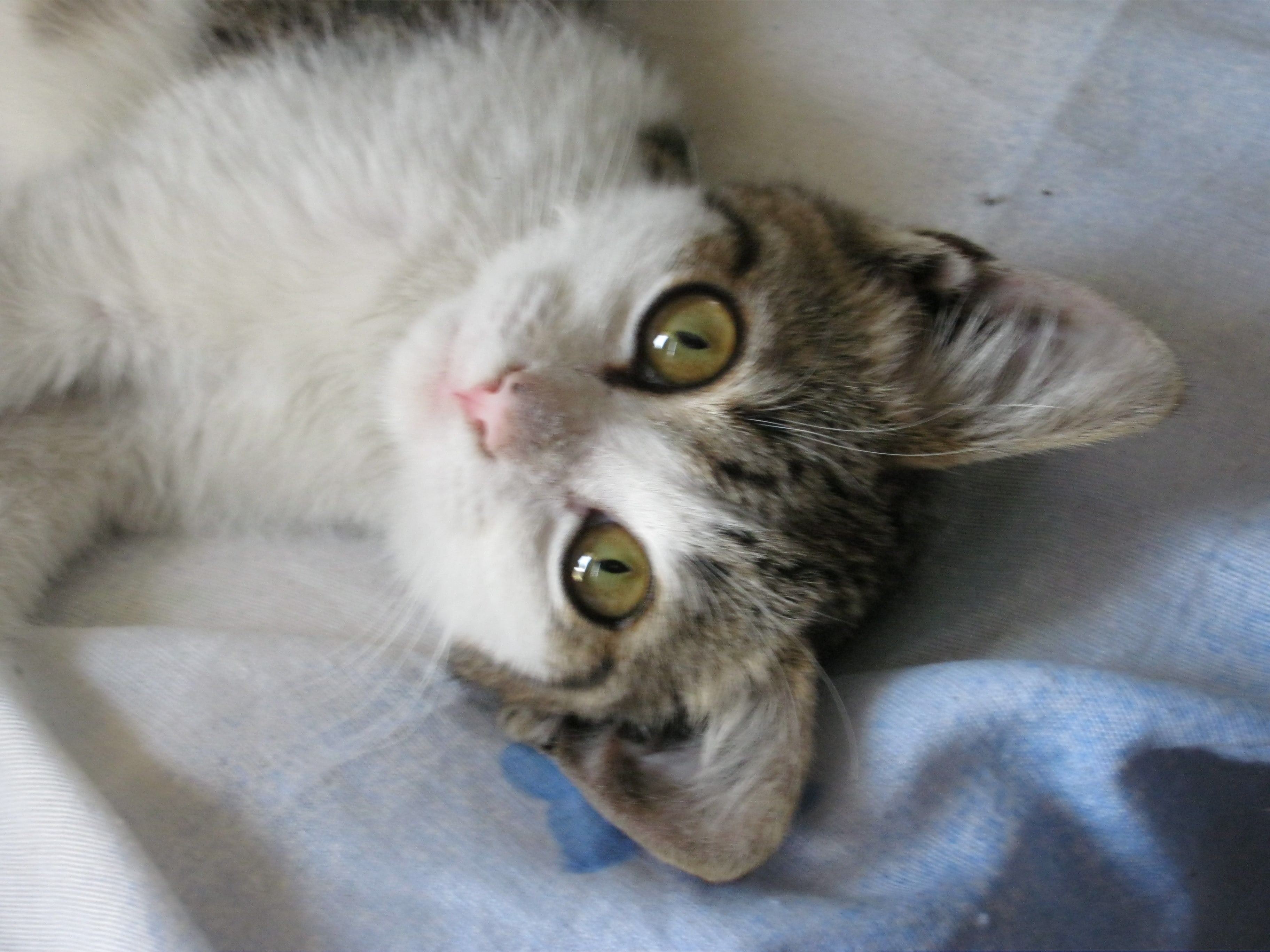 gatta-pallina-fucilata