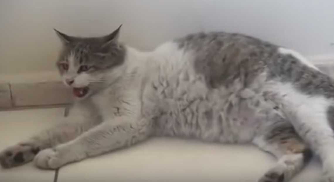 gatta-incinta-partorire