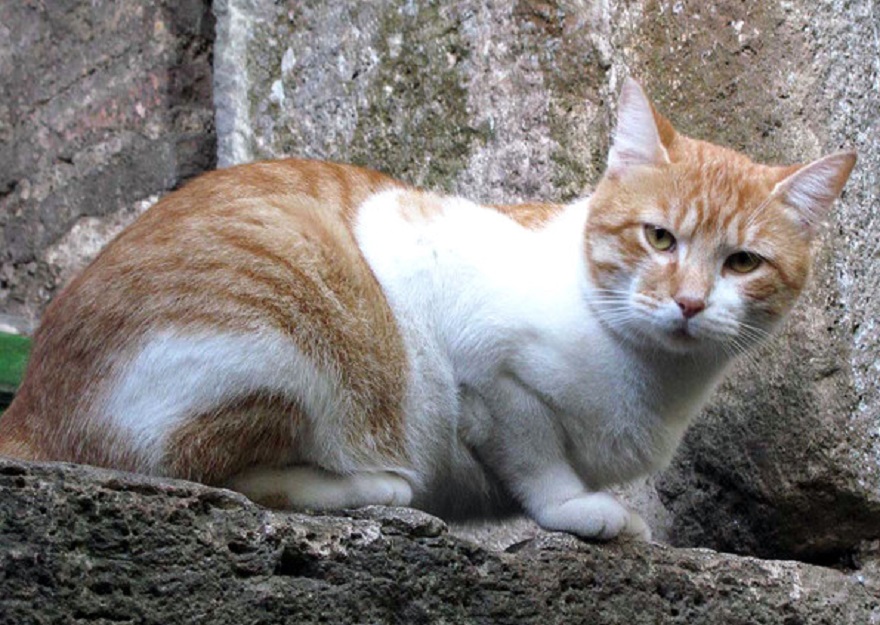 gatto-randagio