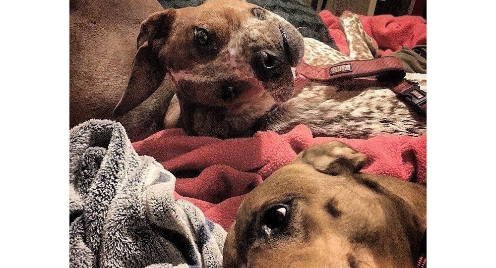 illusione-ottica-cane-