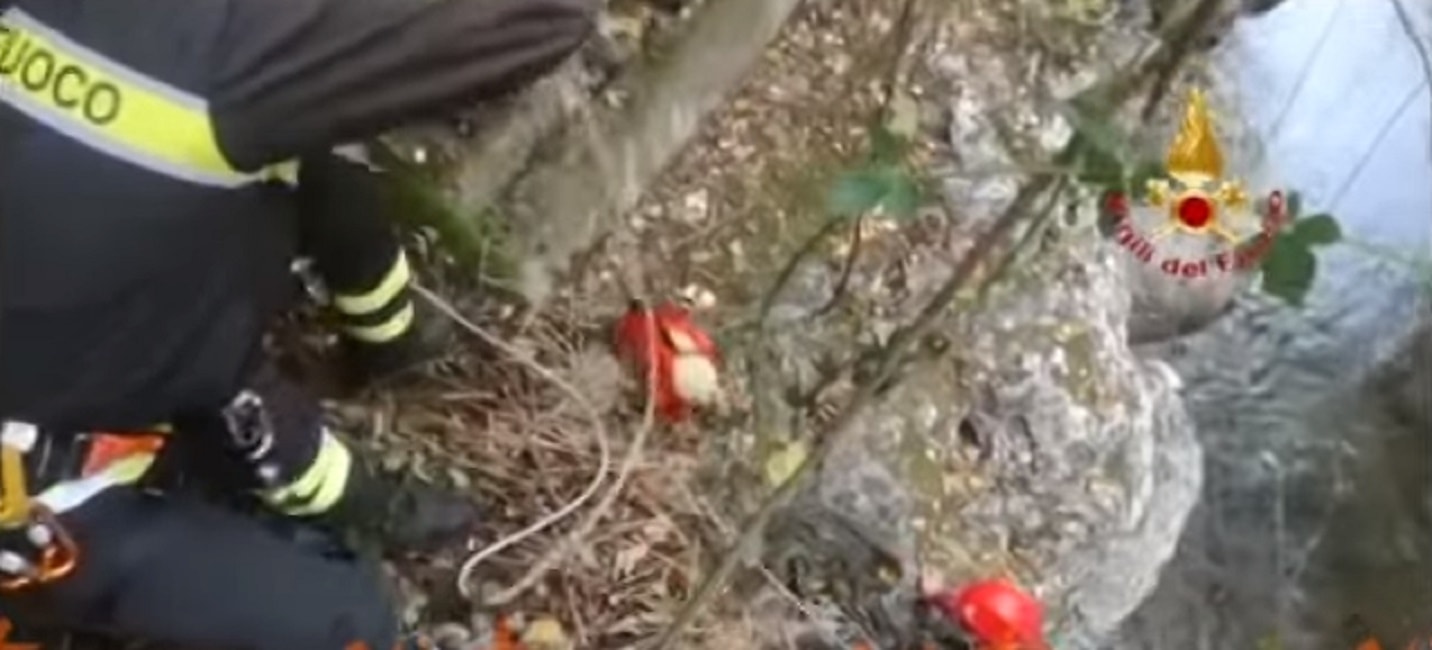 labrador-isernia-cucciolo