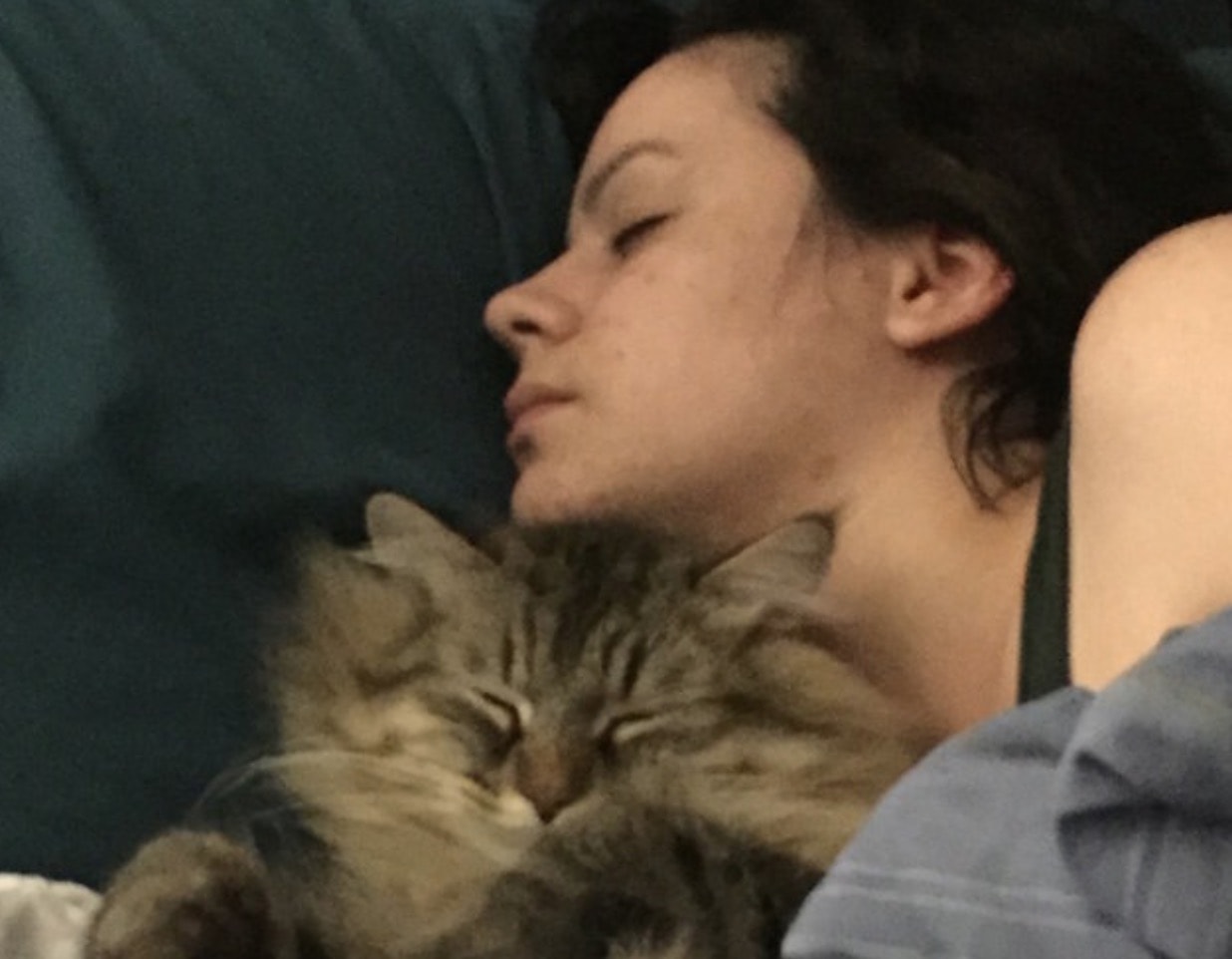 gatto-gravidanza-pardona