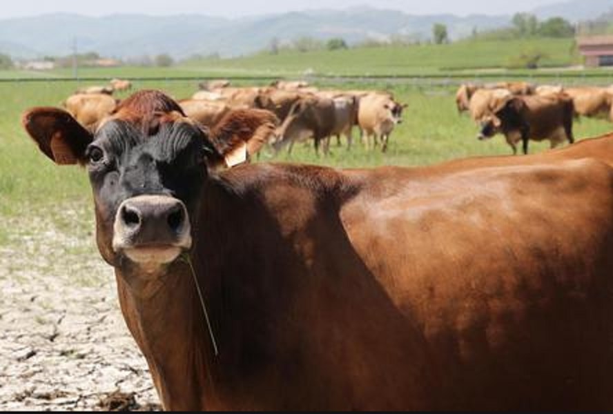 mungere-vacche-letame