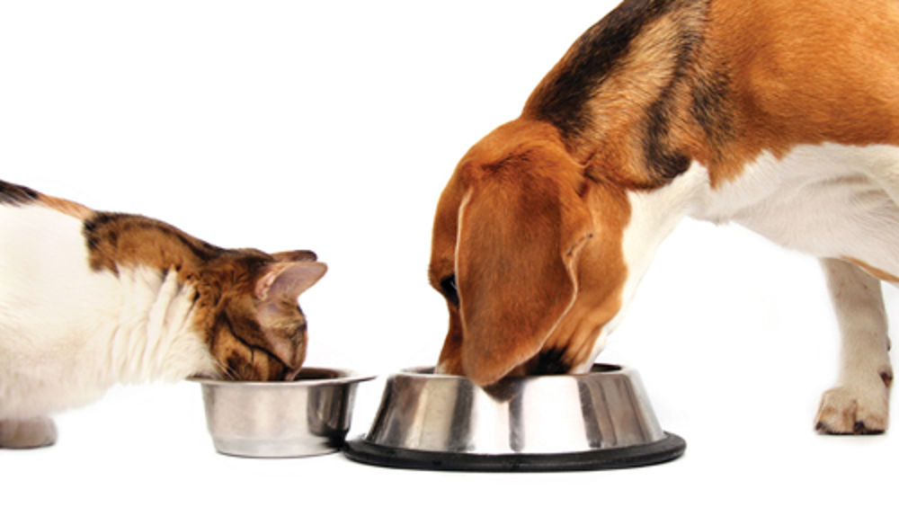 Cibo-gatti-cani