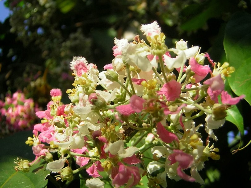 Depressione-alcolismo-Ayahuasca