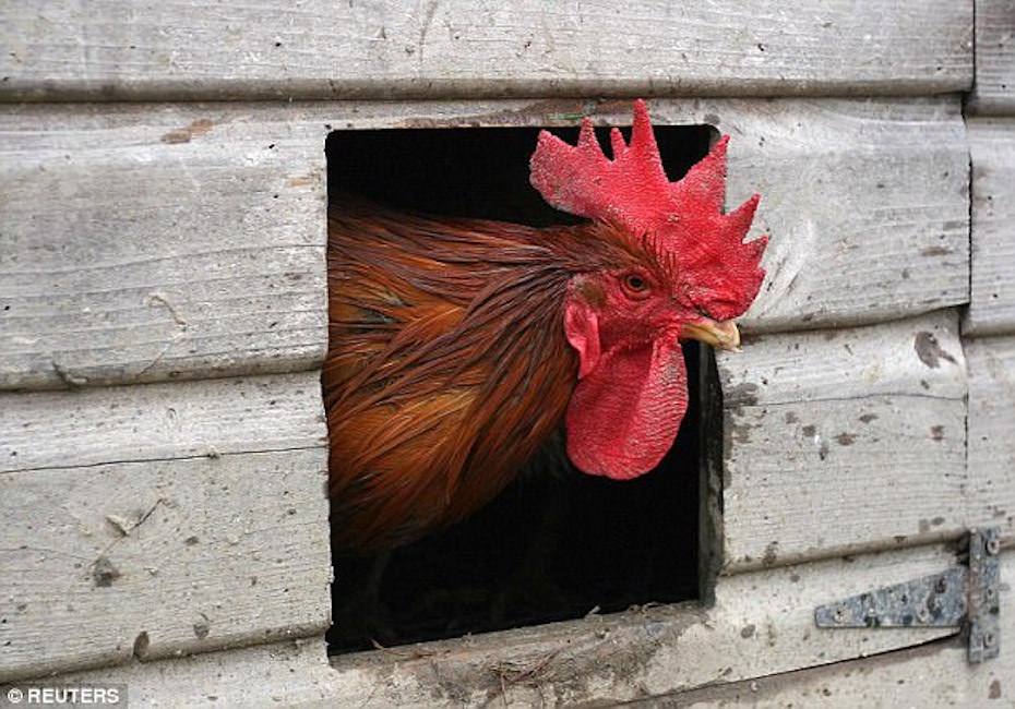 Pollo-omega3-infarto-uomo