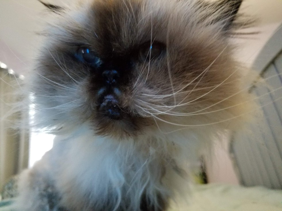 Priscilla-gatta-eutanasia