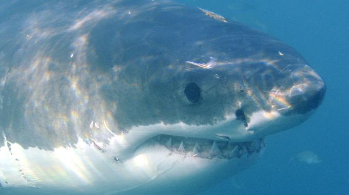 squalo-bianco-rimini