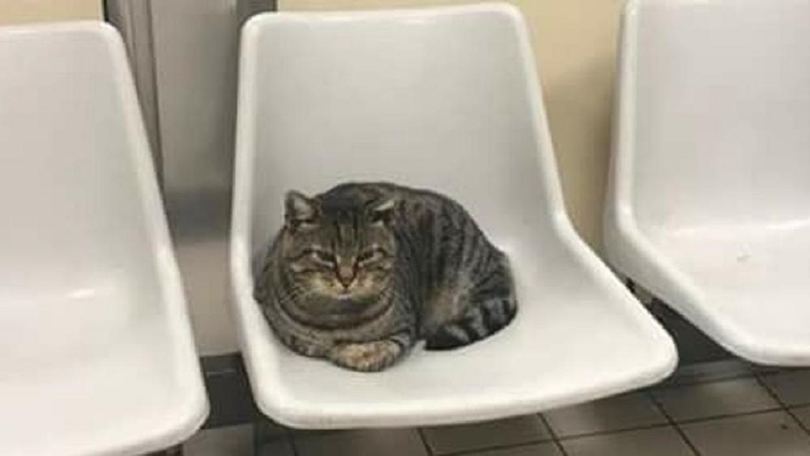 Gatto-Romeo-ospedale-Sanremo