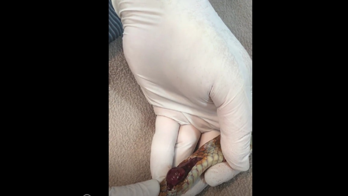 serpente-fuori-corpo-