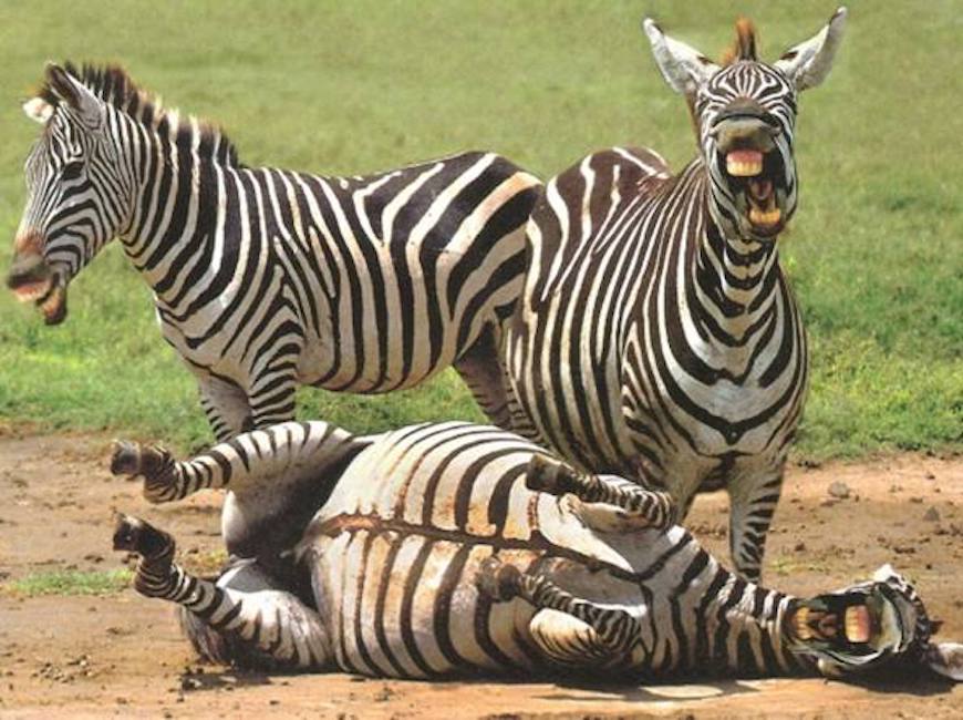 Zebra-strafalcione-maestra