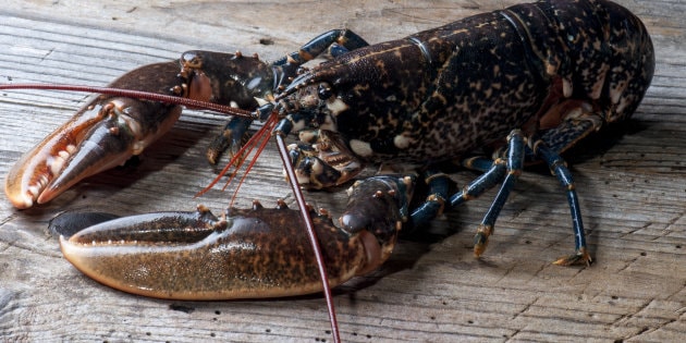 aragosta-inquinamento-