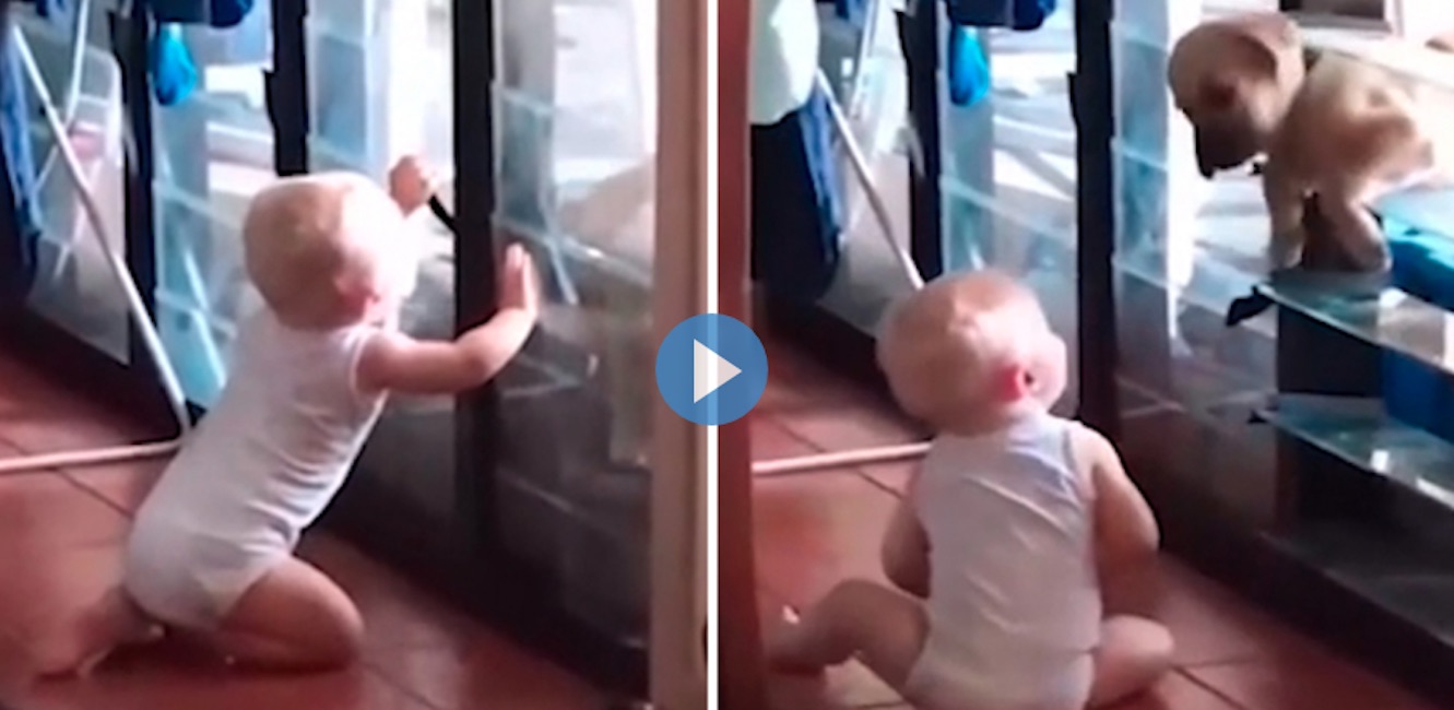 Neonato-cane-finestra