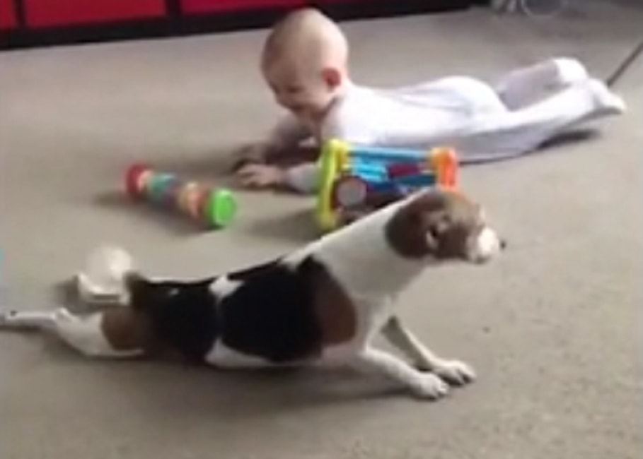 cane-neonato-gattona-