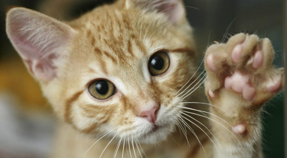 Gatti-calcoli-renali