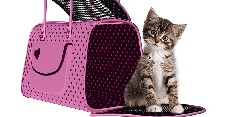 Cani-gatti-treno-aereo